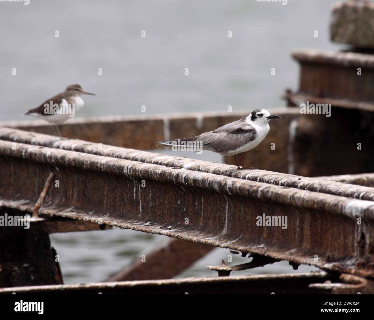 Weiß-winged Tern in Uganda Stockfoto