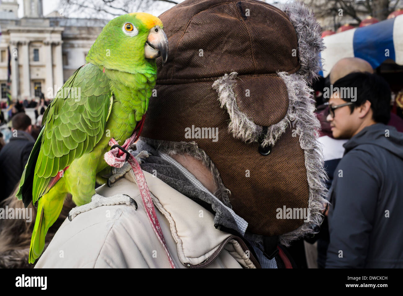 Grüner Papagei auf der Schulter des Mannes, London, UK Stockfoto