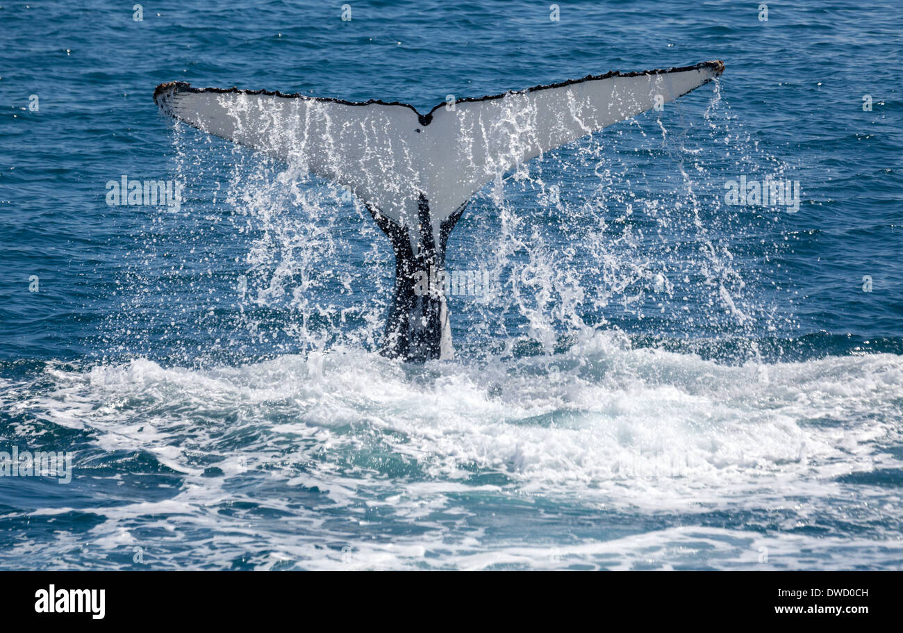 Wale bleiben für eine Weile in Hervey Bay Stockfoto