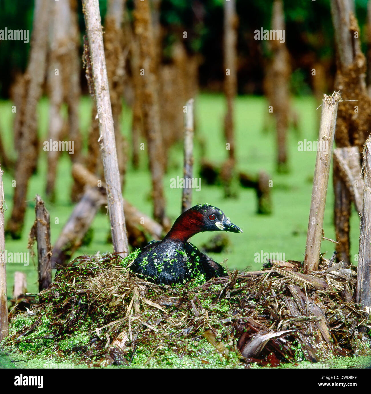 Zwergtaucher (Tachybaptus Ruficollis) auf dem Nest 1 Stockfoto