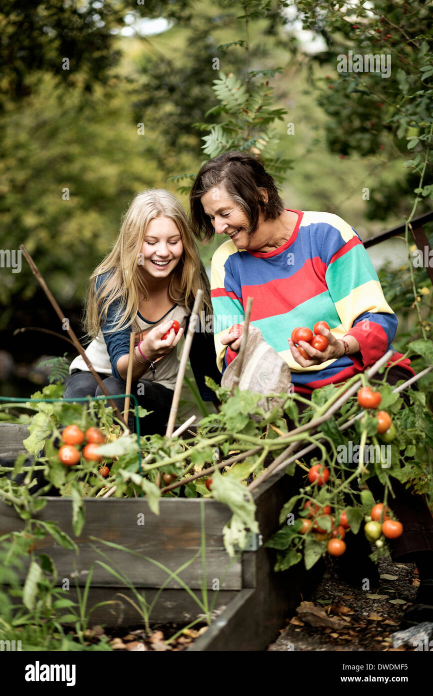 Großmutter und Enkelin, die Ernte der Tomaten im Garten Stockfoto