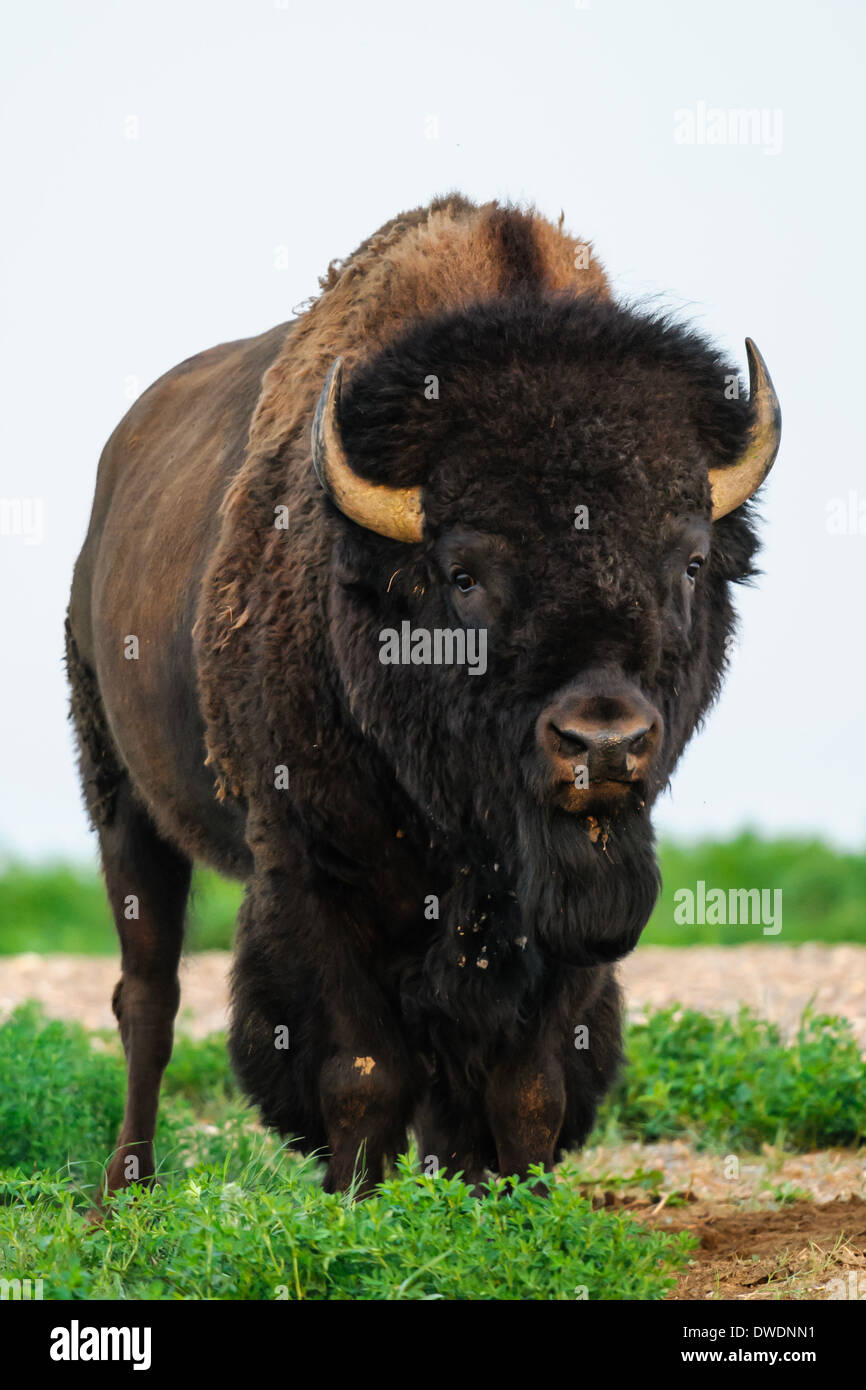 Prärie-Bison in Grasslands National Park, Saskatchewan, Kanada Stockfoto