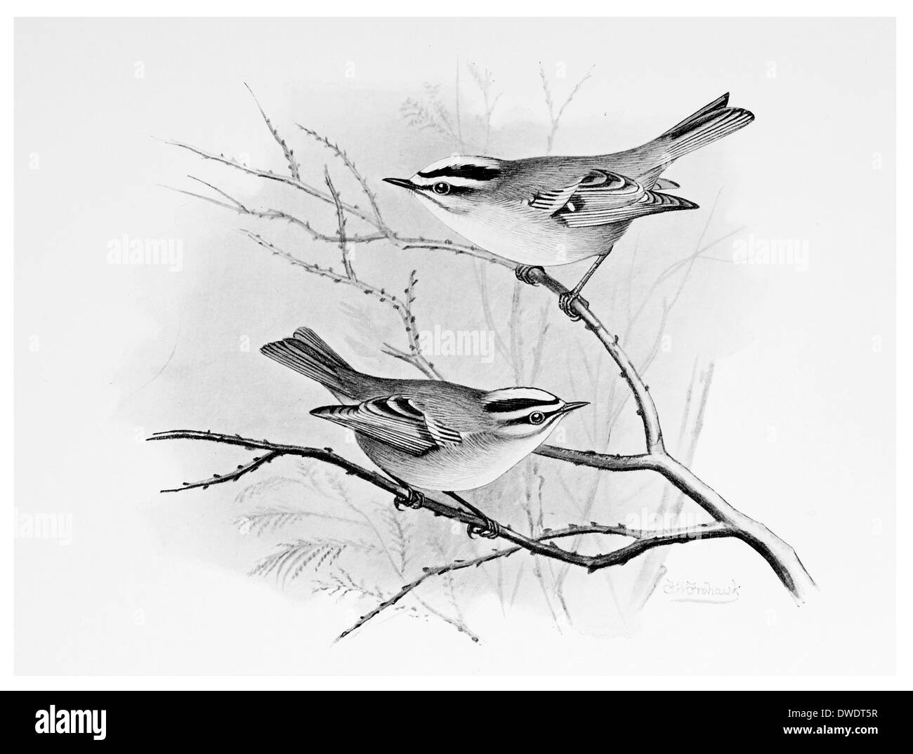 Feuer Crested Wren Stockfoto