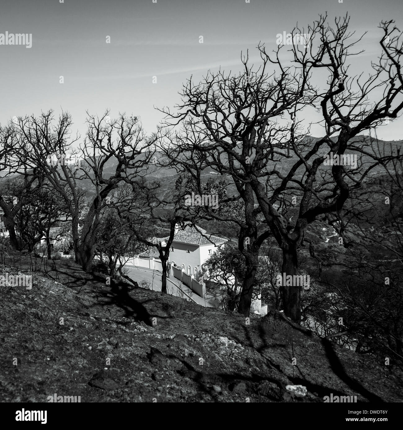 Folge Foto von einem verheerenden Buschfeuer in Südspanien im Jahr 2012. Dieses Foto wurde in Elviria Hills 1 Monat nach erfasst. Stockfoto