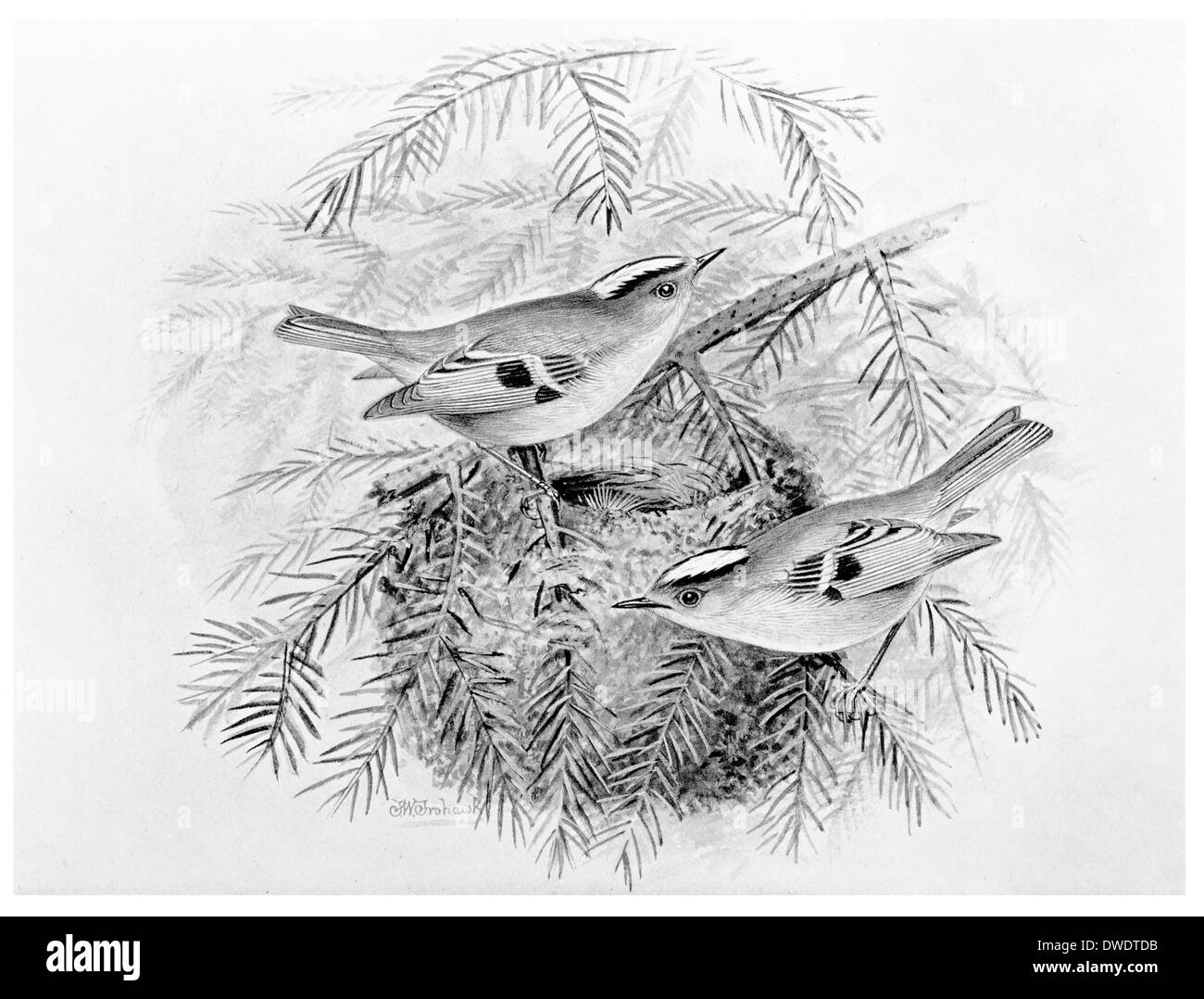 Golden Crested Wren Stockfoto
