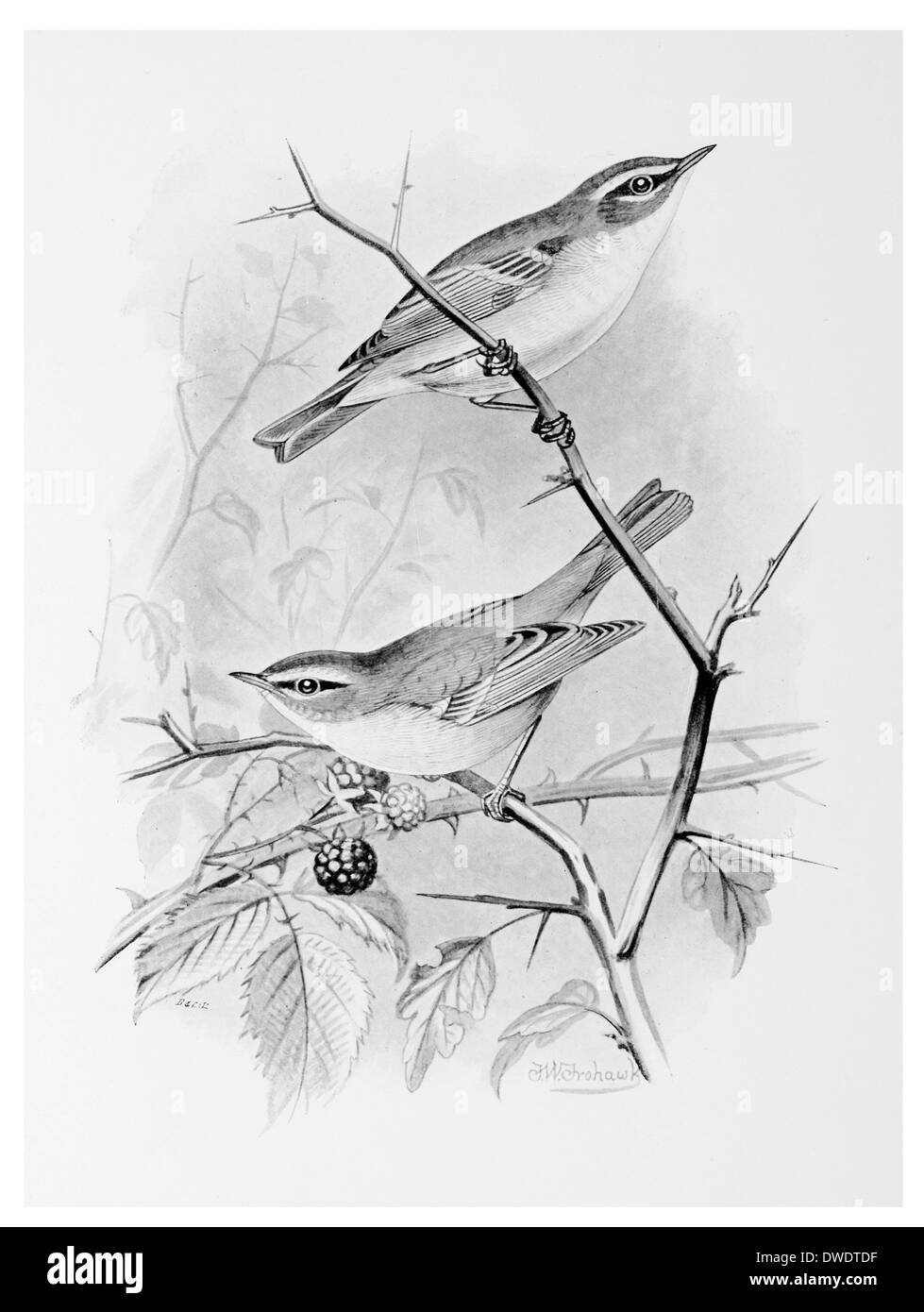 Gelbe Browed Warbler Stockfoto