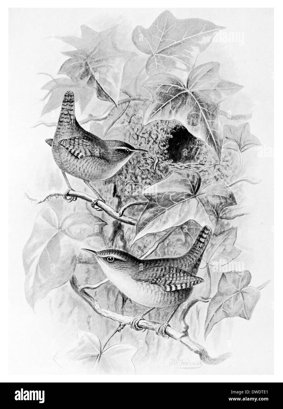 Wren Stockfoto