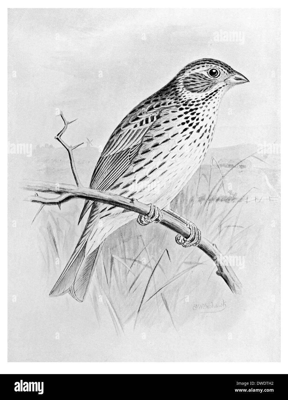 Corn Bunting Stockfoto