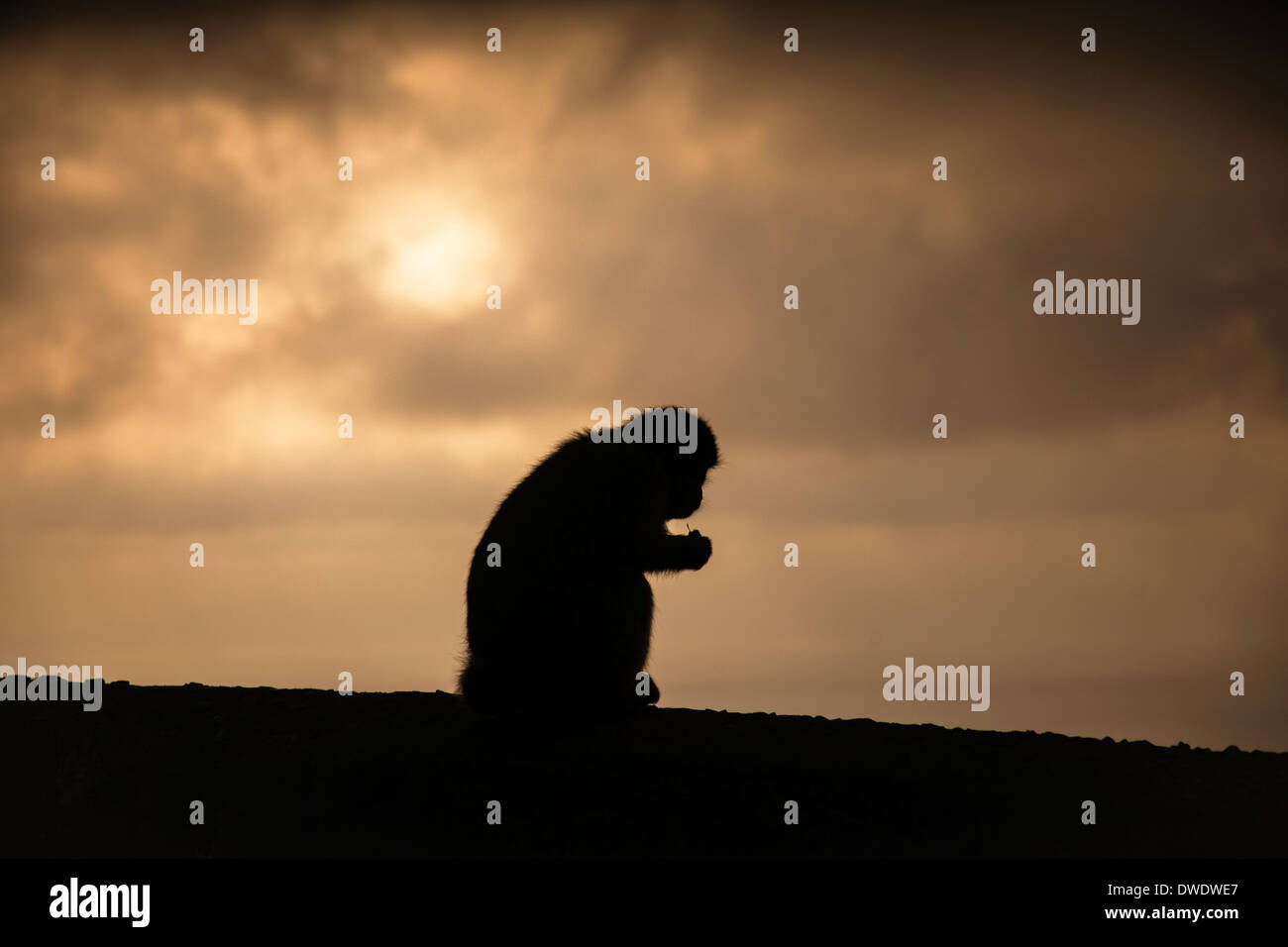 Einer von Hunderten von frechen Affen mit Wohnsitz auf dem Felsen von Gibraltar. Sie leben in großen Rudeln und gerne Leckereien aus allen Touristen zu bekommen. Stockfoto