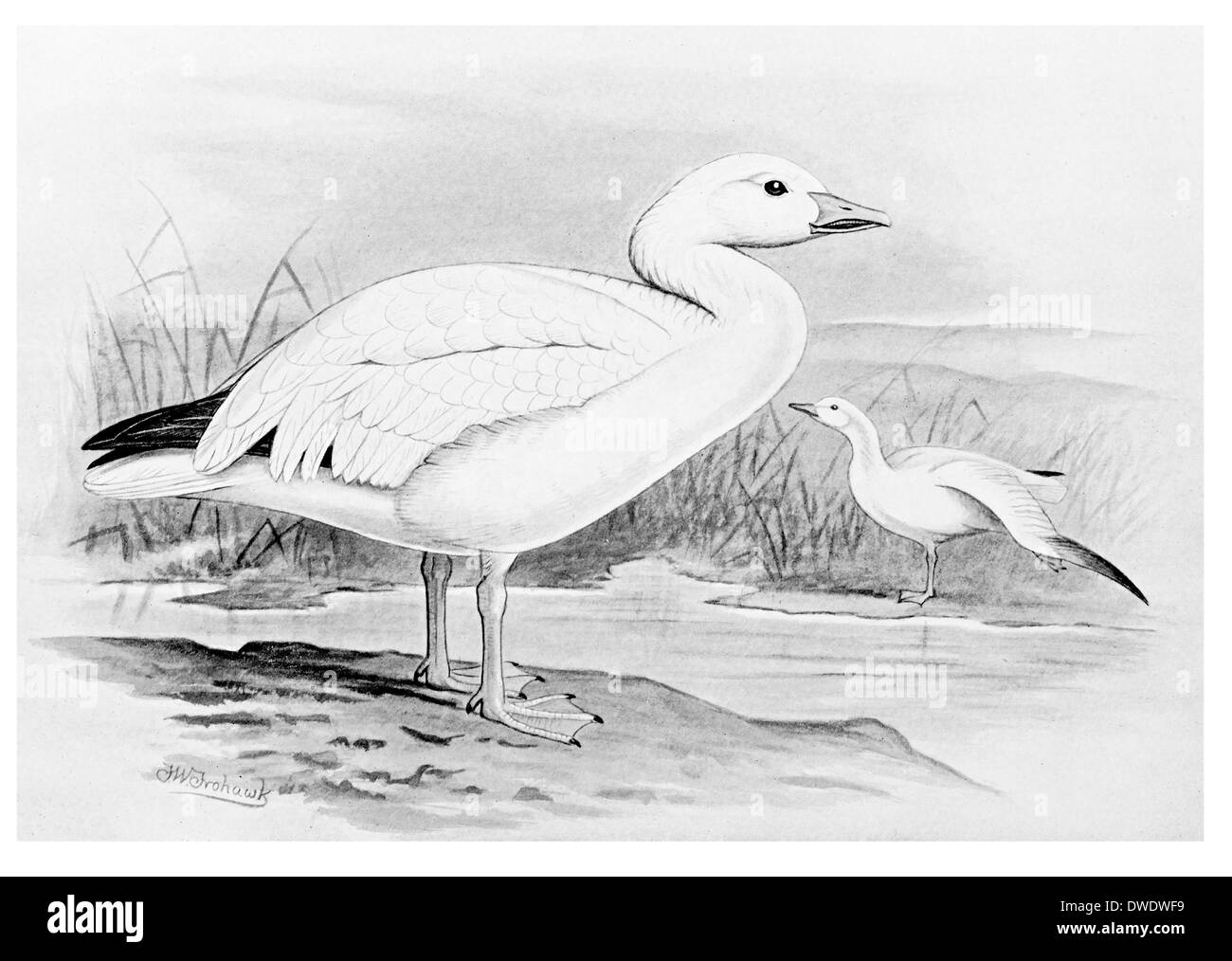 Schneegans Stockfoto