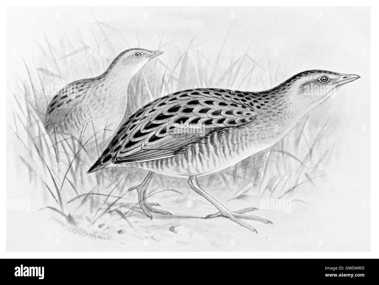 Mais Crake Herbst und Zucht Gefieder Stockfoto