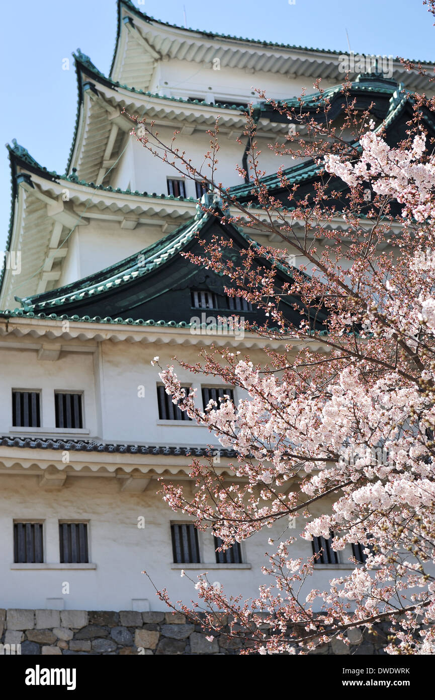 Burg von Nagoya mit blühenden Kirschblüten. Frühling in Japan. Stockfoto