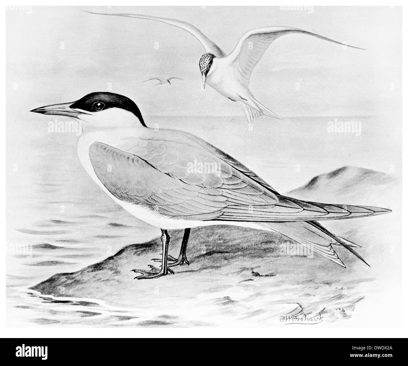 Caspian Tern Sommer Gefieder Stockfoto