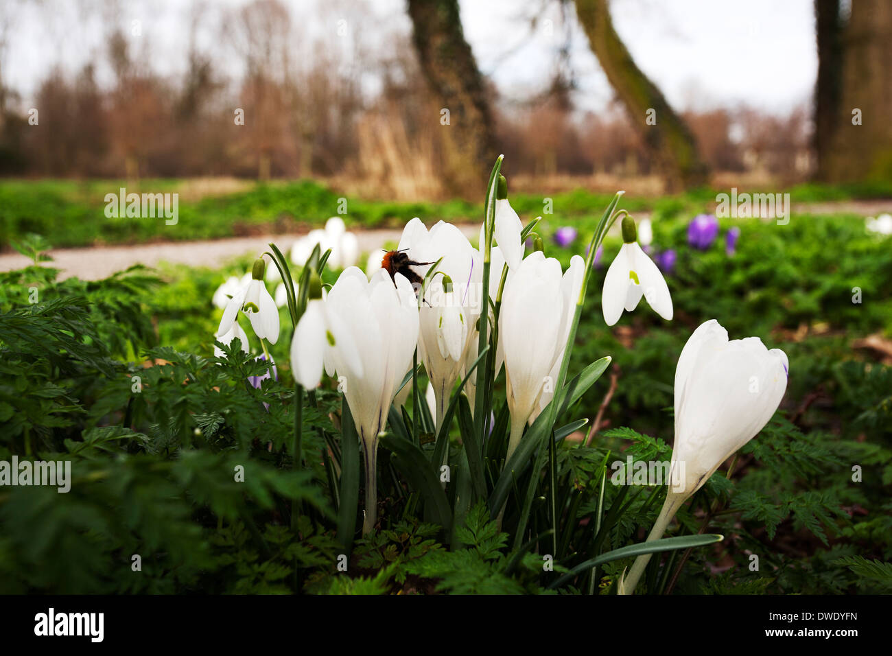 Weiße Krokusse und Schneeglöckchen mit Hummel Stockfoto