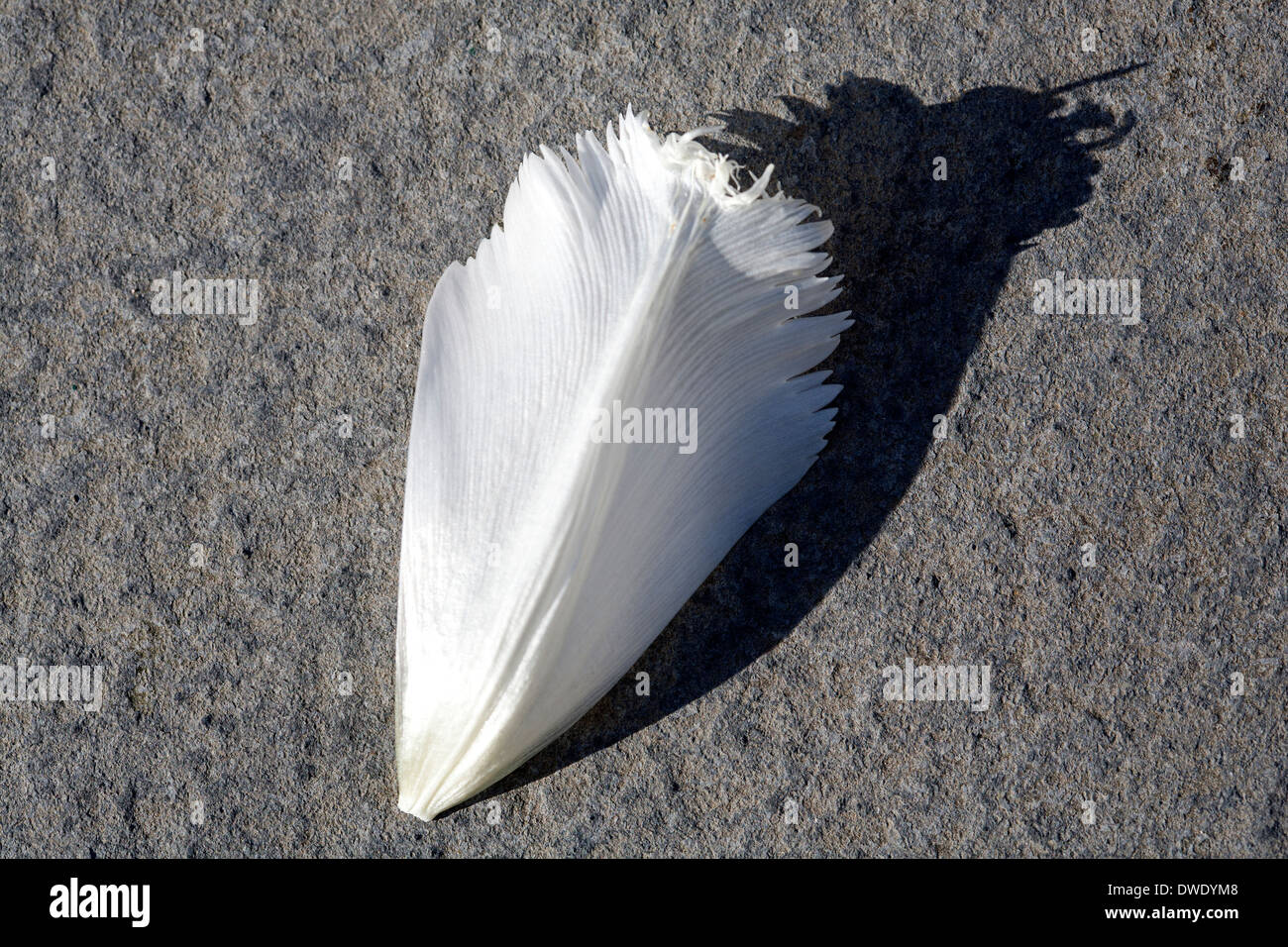 Blütenblatt der Toten weißen Tulpe Stockfoto