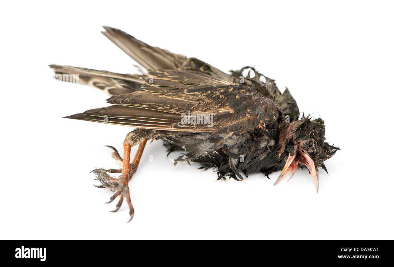 Seitenansicht von einem Toten gemeinsame Starling in Zustand der Zersetzung, Sturnus Vulgaris, vor weißem Hintergrund Stockfoto