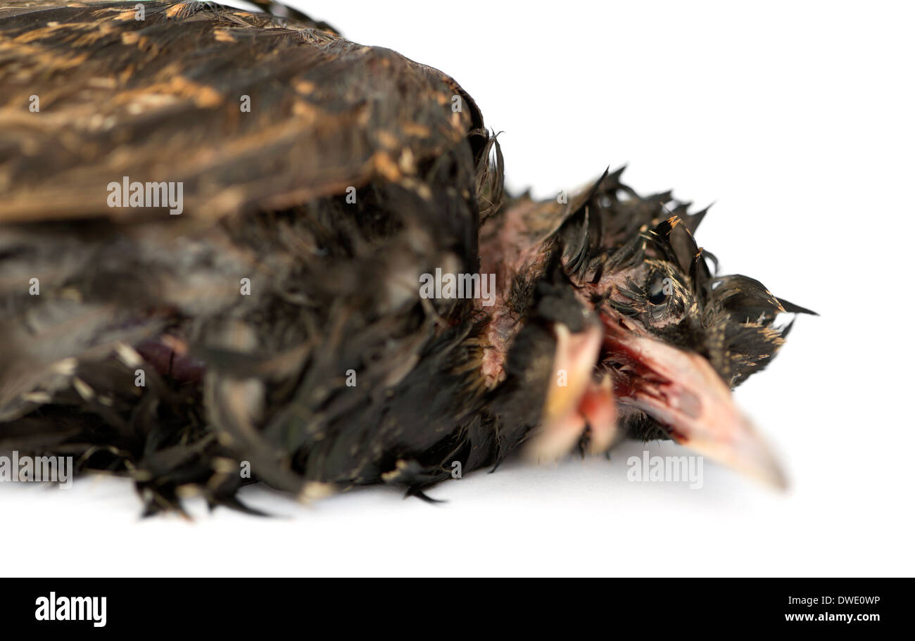 Nahaufnahme von einem Toten gemeinsame Starling in Zustand der Zersetzung, Sturnus Vulgaris, vor weißem Hintergrund Stockfoto