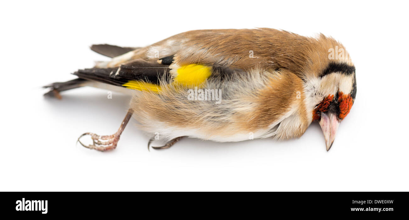 Seitenansicht von einem Toten Europäische Stieglitz, Zuchtjahr Zuchtjahr, vor weißem Hintergrund Stockfoto