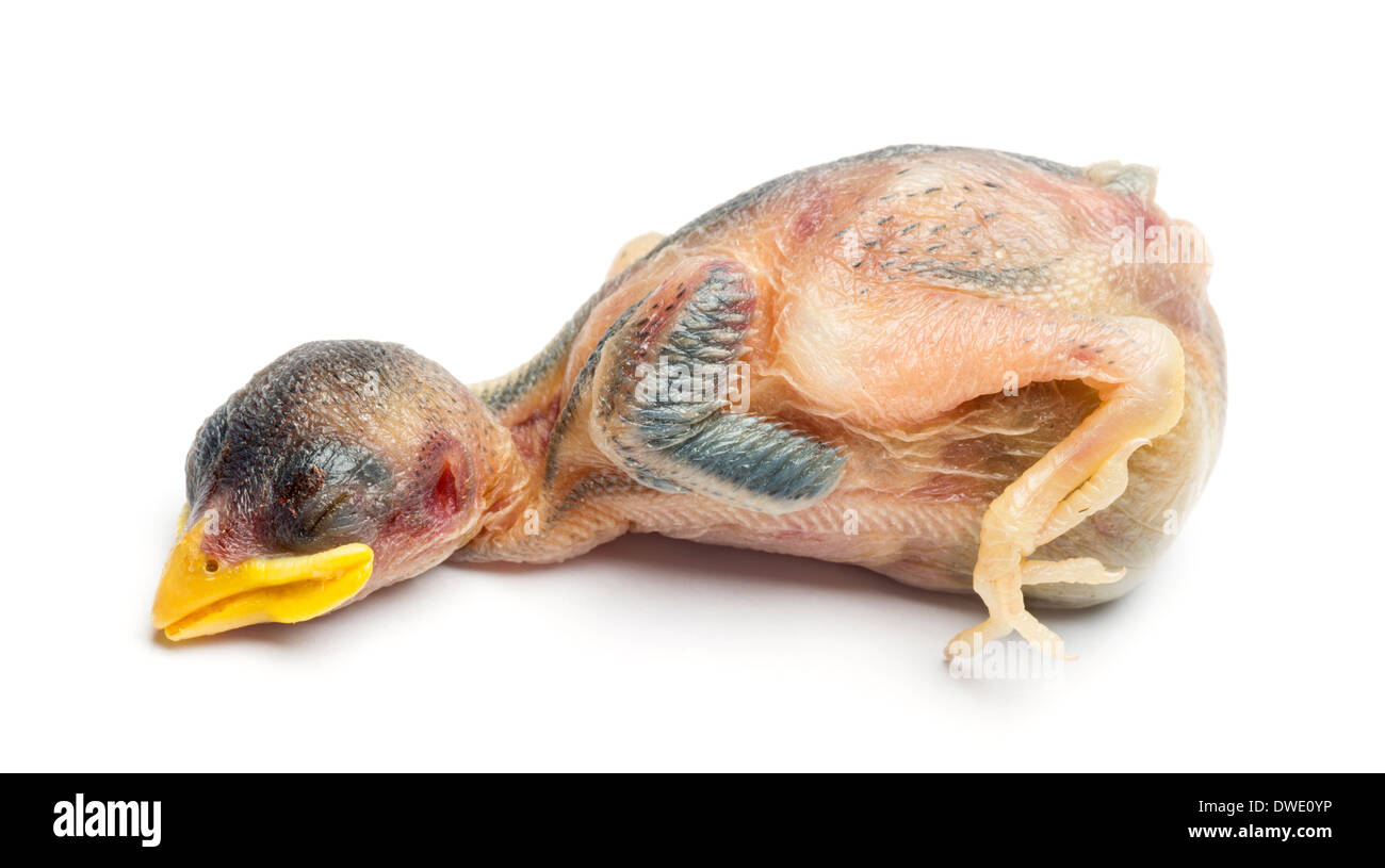 Toten jungen Haussperling, Passer Domesticus, vor weißem Hintergrund Stockfoto