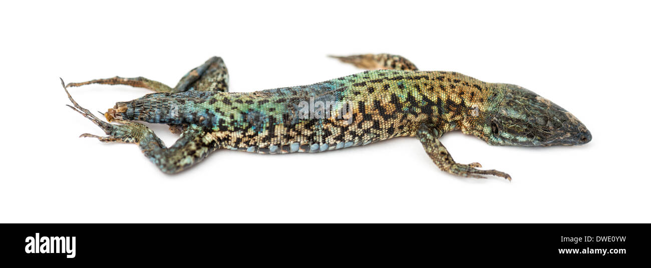 Toten gemeinsame Mauereidechse im Zustand der Zersetzung, Podarcis Muralis, vor weißem Hintergrund Stockfoto