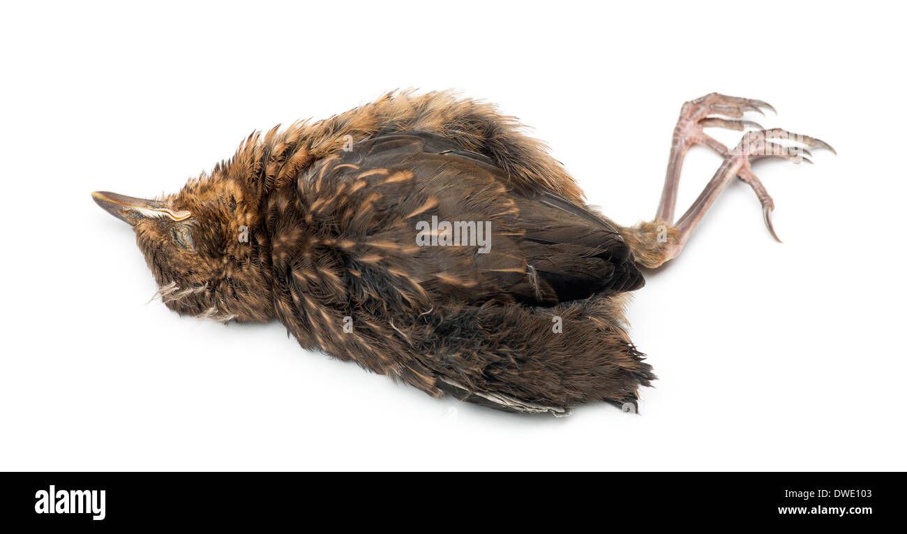 Toten jungen Haussperling, Passer Domesticus, vor weißem Hintergrund Stockfoto