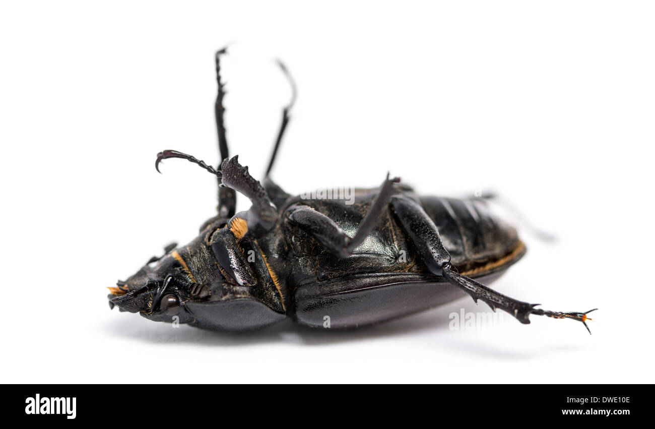 Toten Hirschkäfer liegen auf dem Rücken, Lucanus Cervus, vor weißem Hintergrund Stockfoto