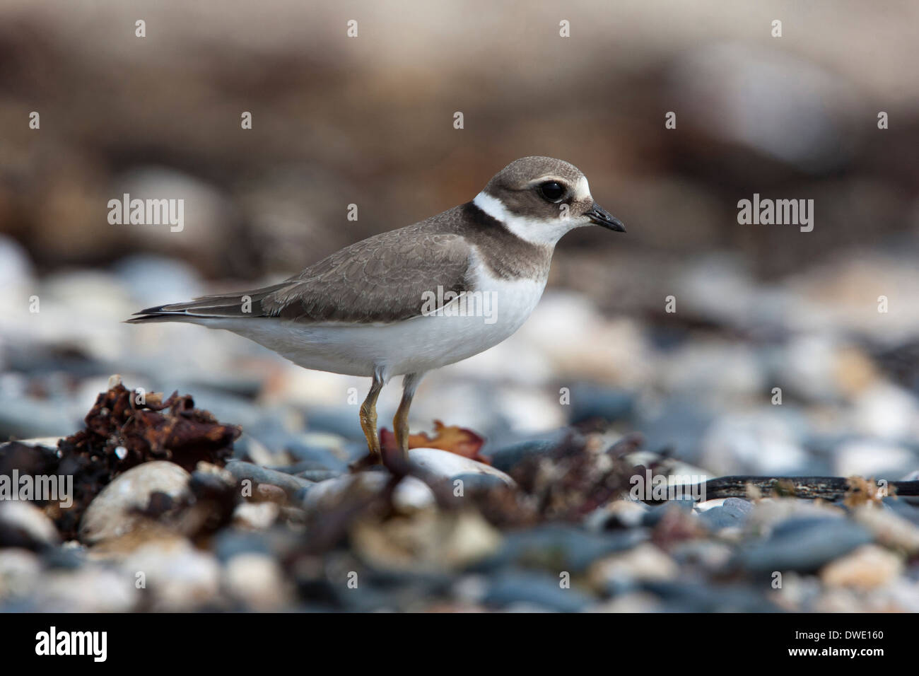 Eine juvenile Flussregenpfeifer Regenpfeifer, (Charadrius Hiaticula), stehend auf einem steinigen Strand, Marazion, Cornwall, UK. Stockfoto