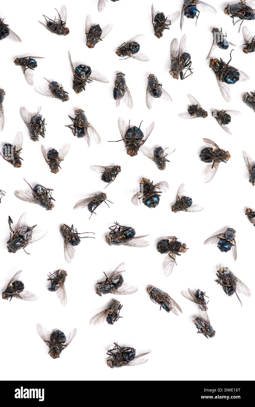 Nahaufnahme einer Gruppe von toten Fliegen vor weißem Hintergrund Stockfoto