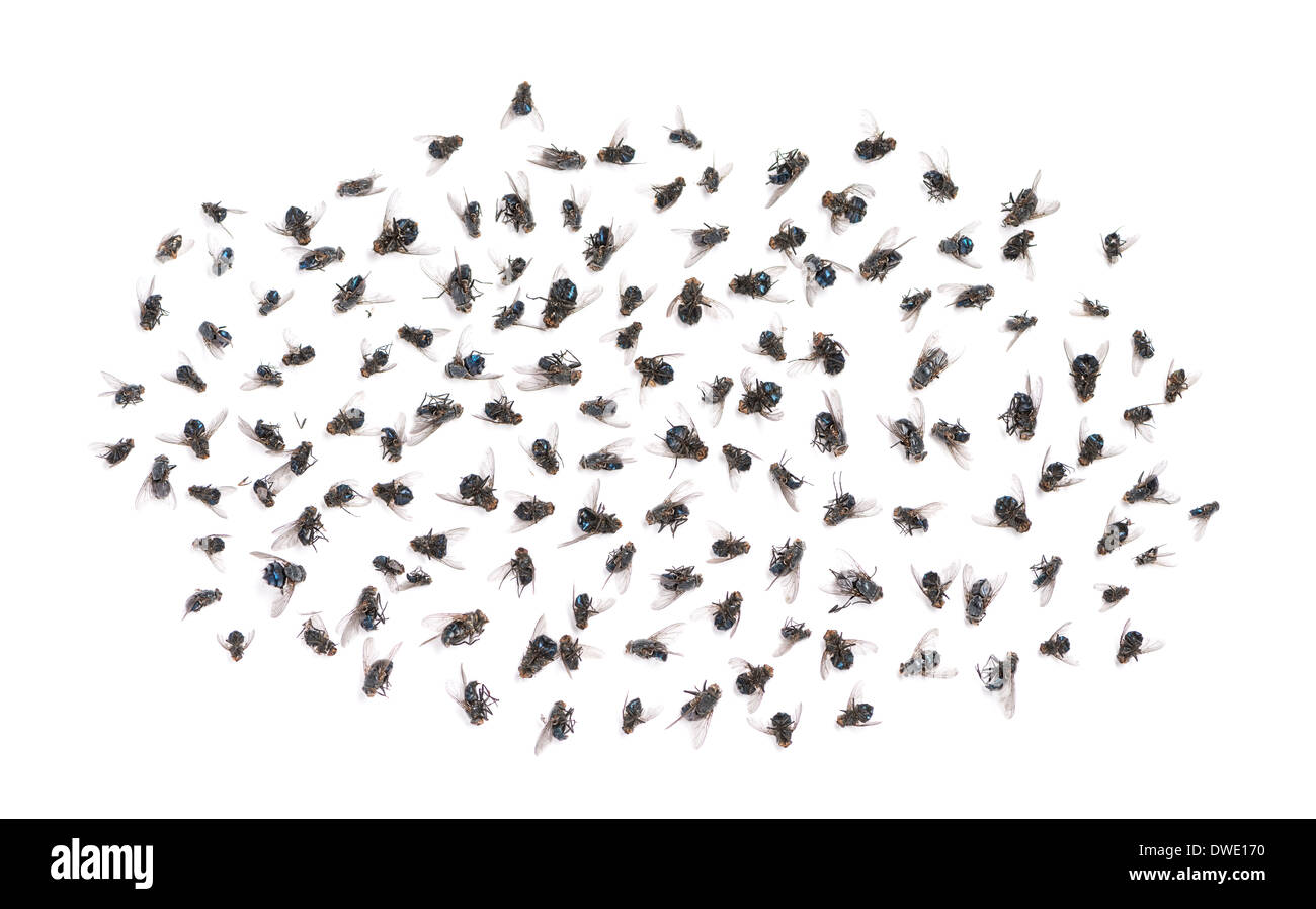 Gruppe von toten Fliegen vor weißem Hintergrund Stockfoto