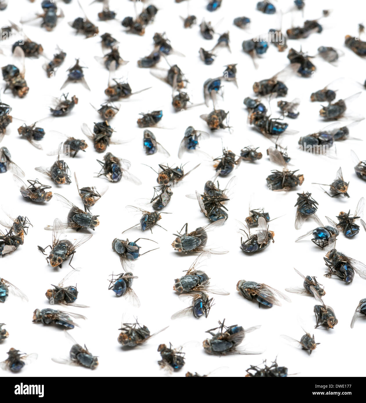 Dead flies Fotos und Bildmaterial in hoher Auflösung Alamy