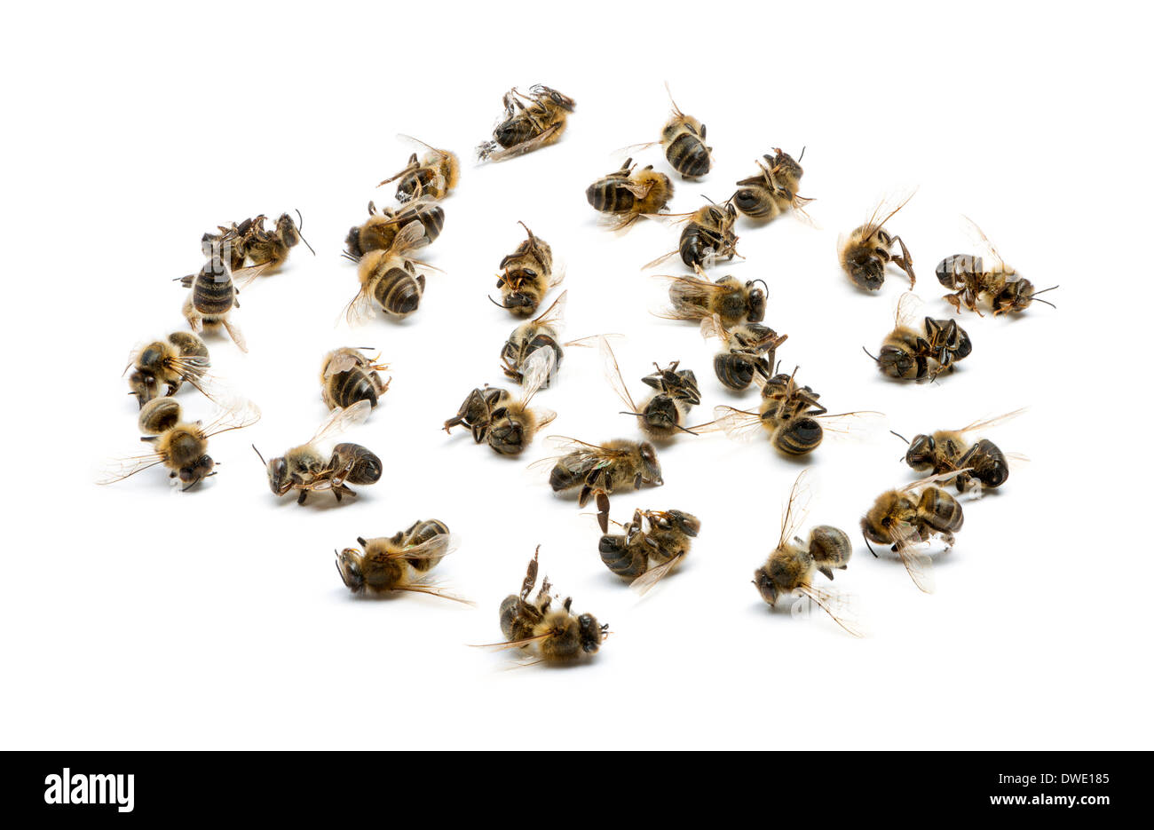 Gruppe von toten Bienen vor weißem Hintergrund Stockfoto