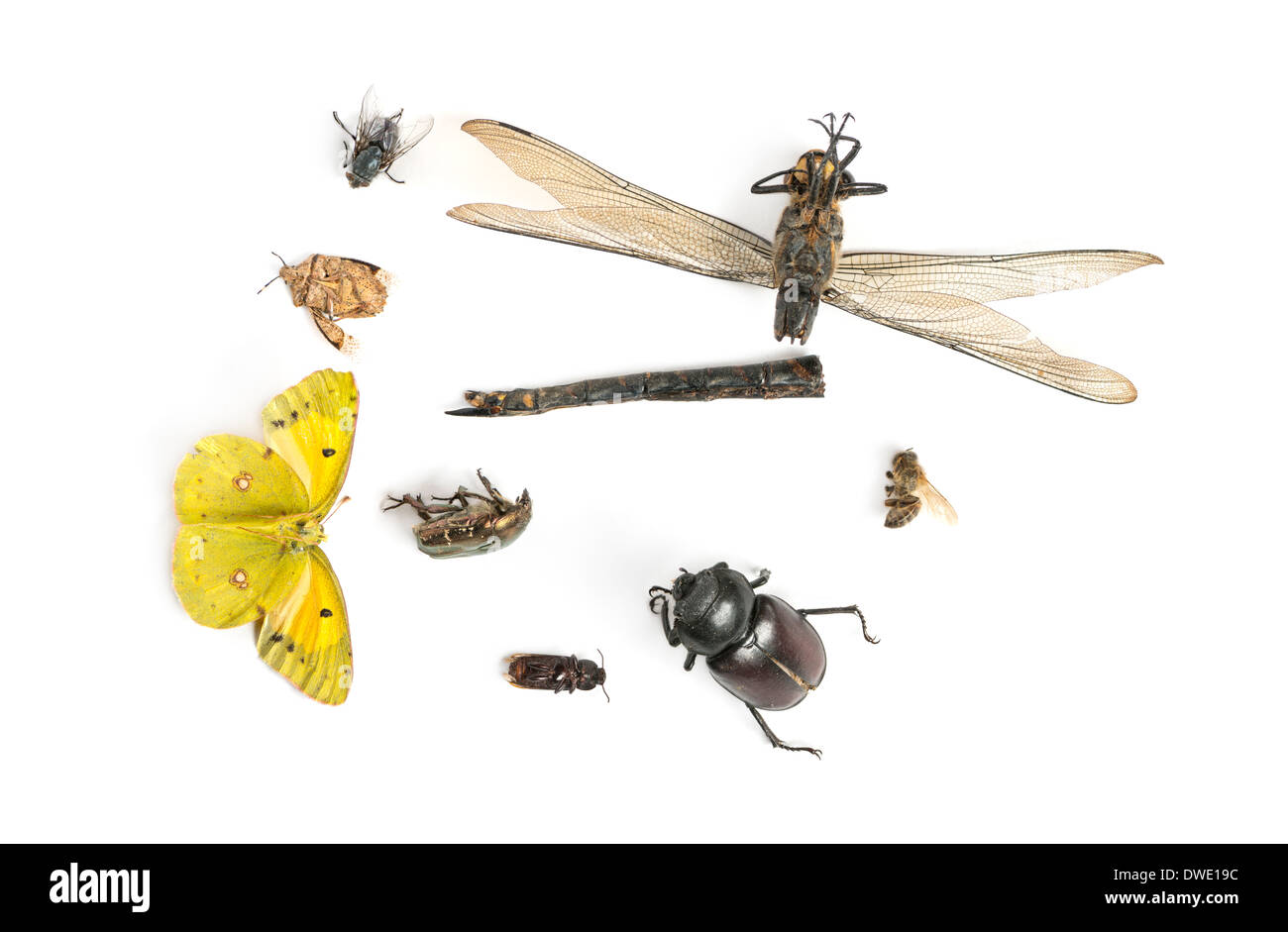 Komposition mit toten Insekten vor weißem Hintergrund Stockfoto