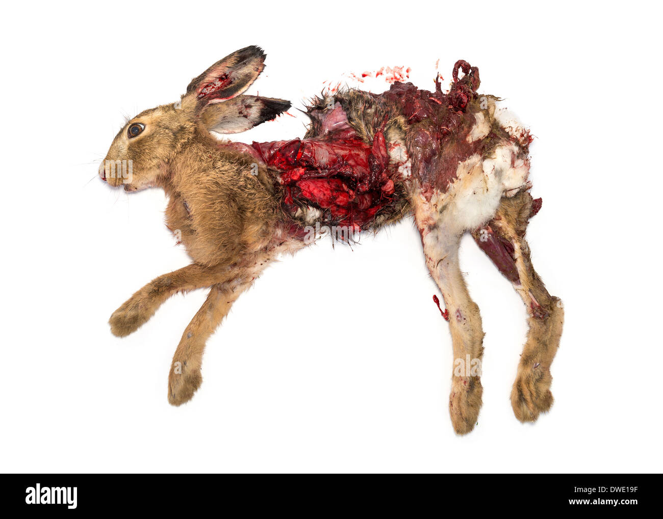 Roadkill toten Hasen liegen auf der Seite vor weißem Hintergrund Stockfoto