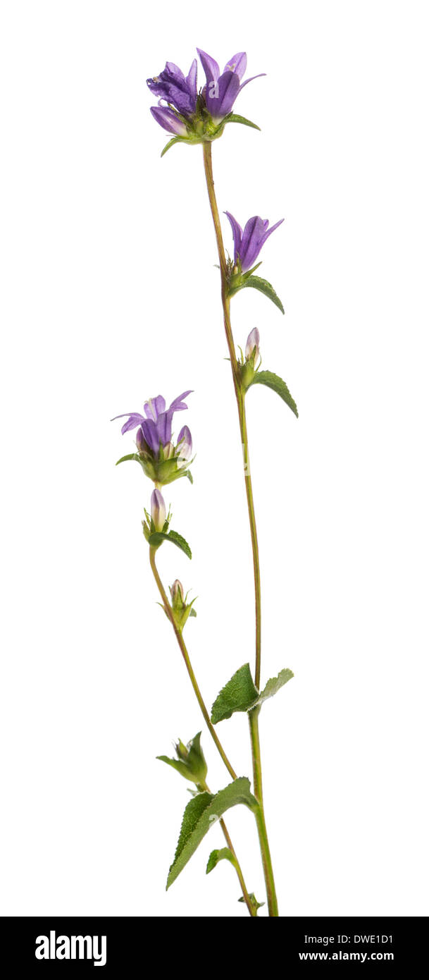 Wild blühende Pflanze vor weißem Hintergrund Stockfoto