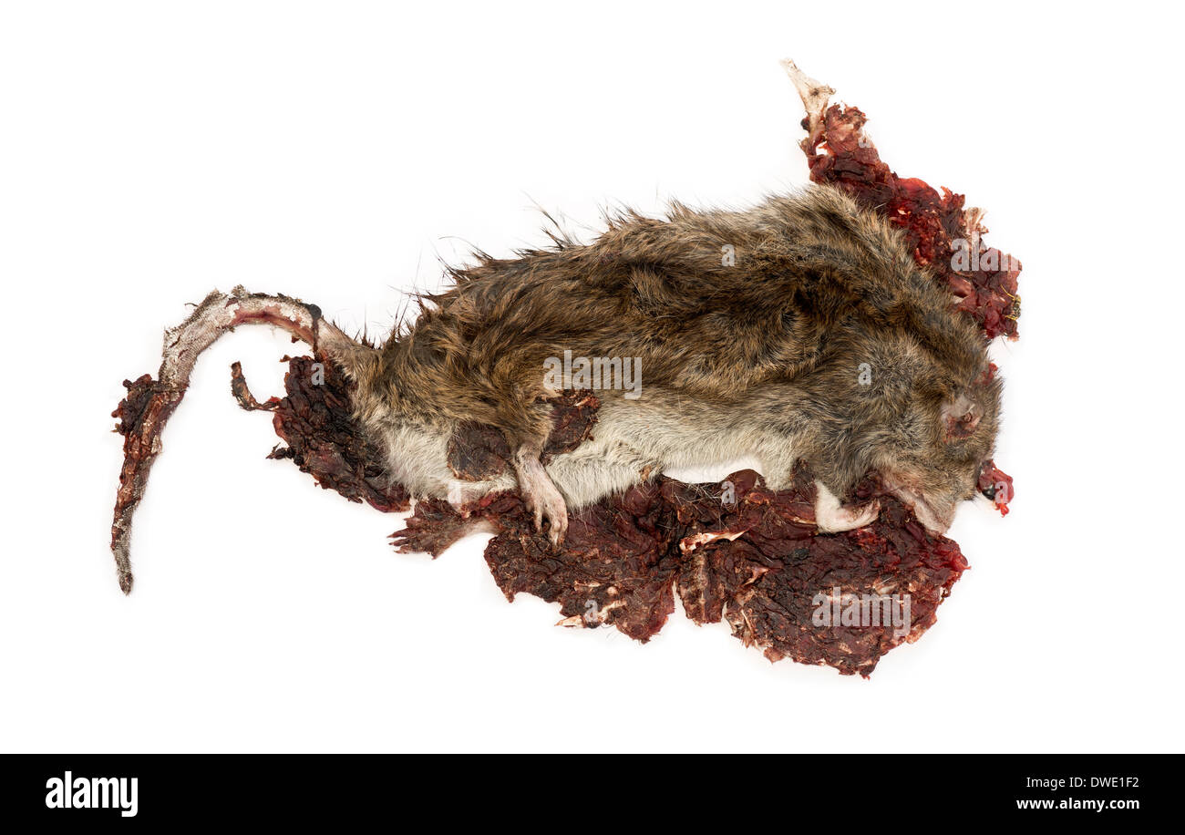 Roadkill Street Ratte im Zustand der Zersetzung, Rattus Norvegicus, vor weißem Hintergrund Stockfoto