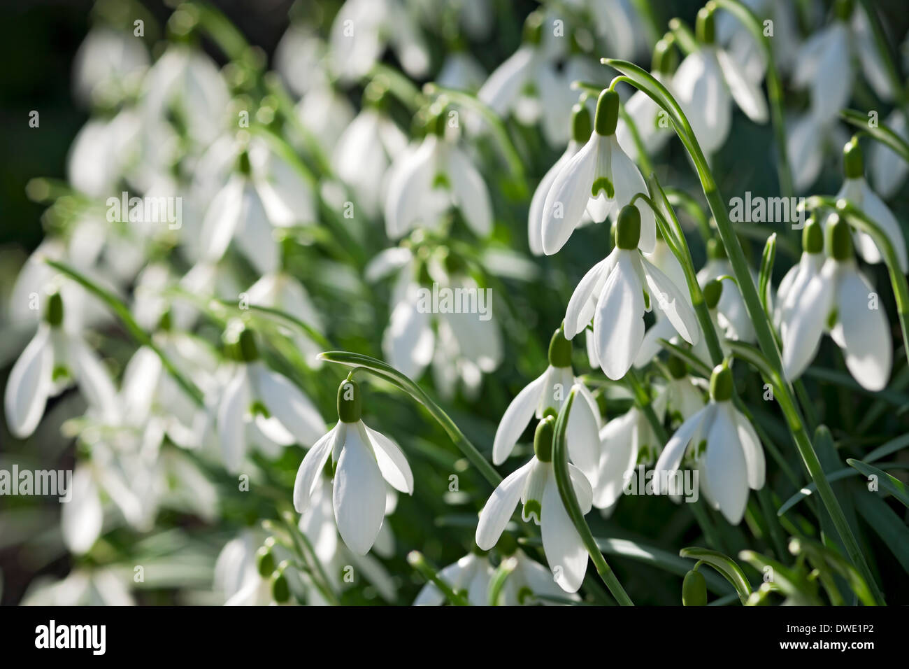 Nahaufnahme von Schneeglöckchen Schneeglöckchen weiße Blumen im Garten im Winterfrühling England Großbritannien Großbritannien Großbritannien Stockfoto