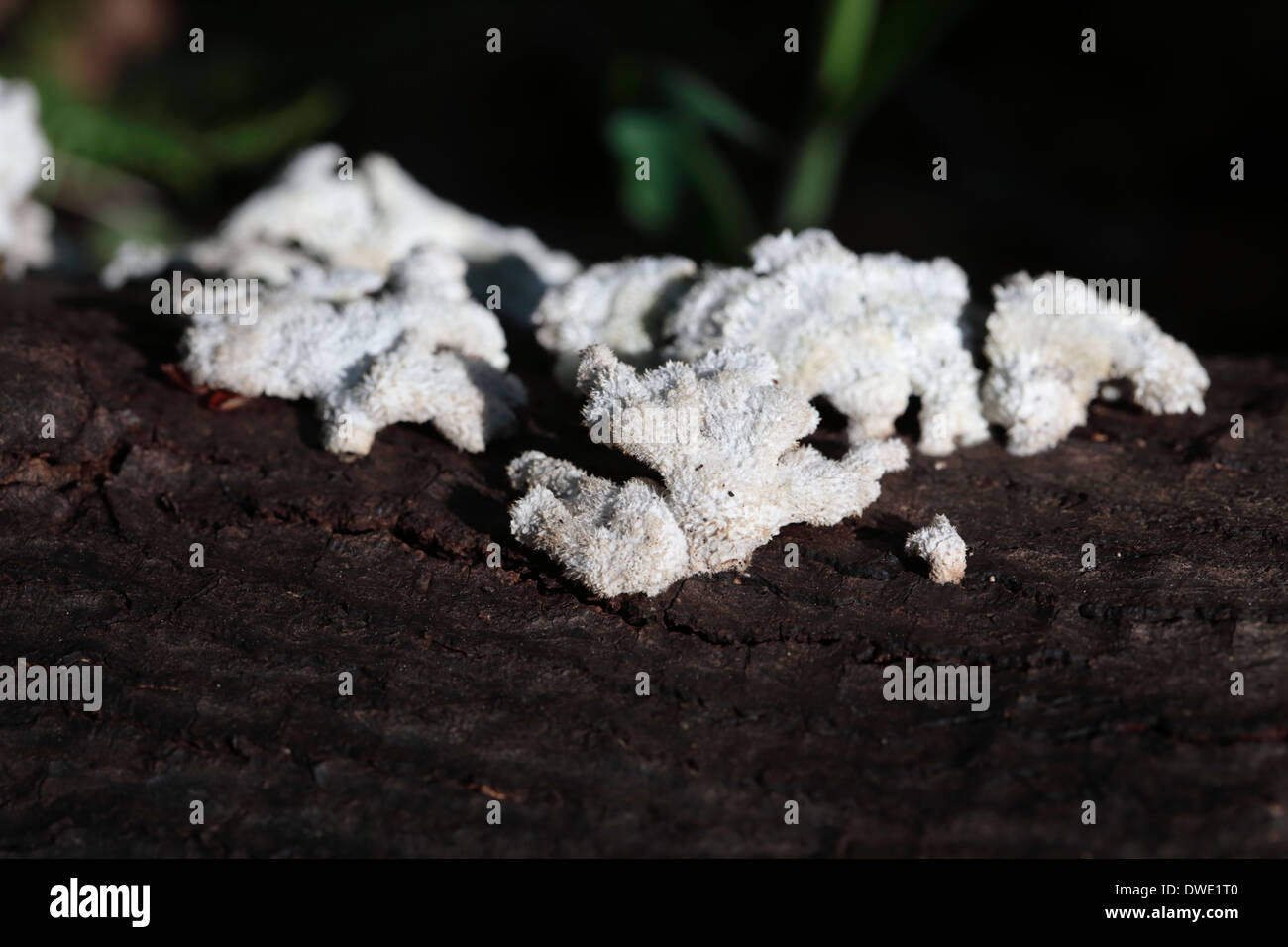 Weiße Pilze wachsen auf einem gefällten Baum verzweigt Stockfoto