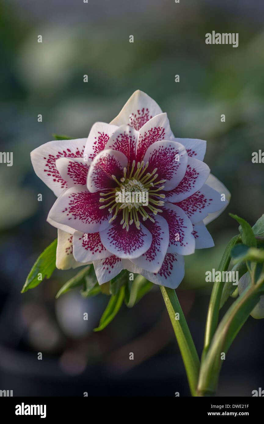 Helleborus X hybridus, Ashwood Garten Hybrid. Doppelte Form, weiße gesichtet Stockfoto