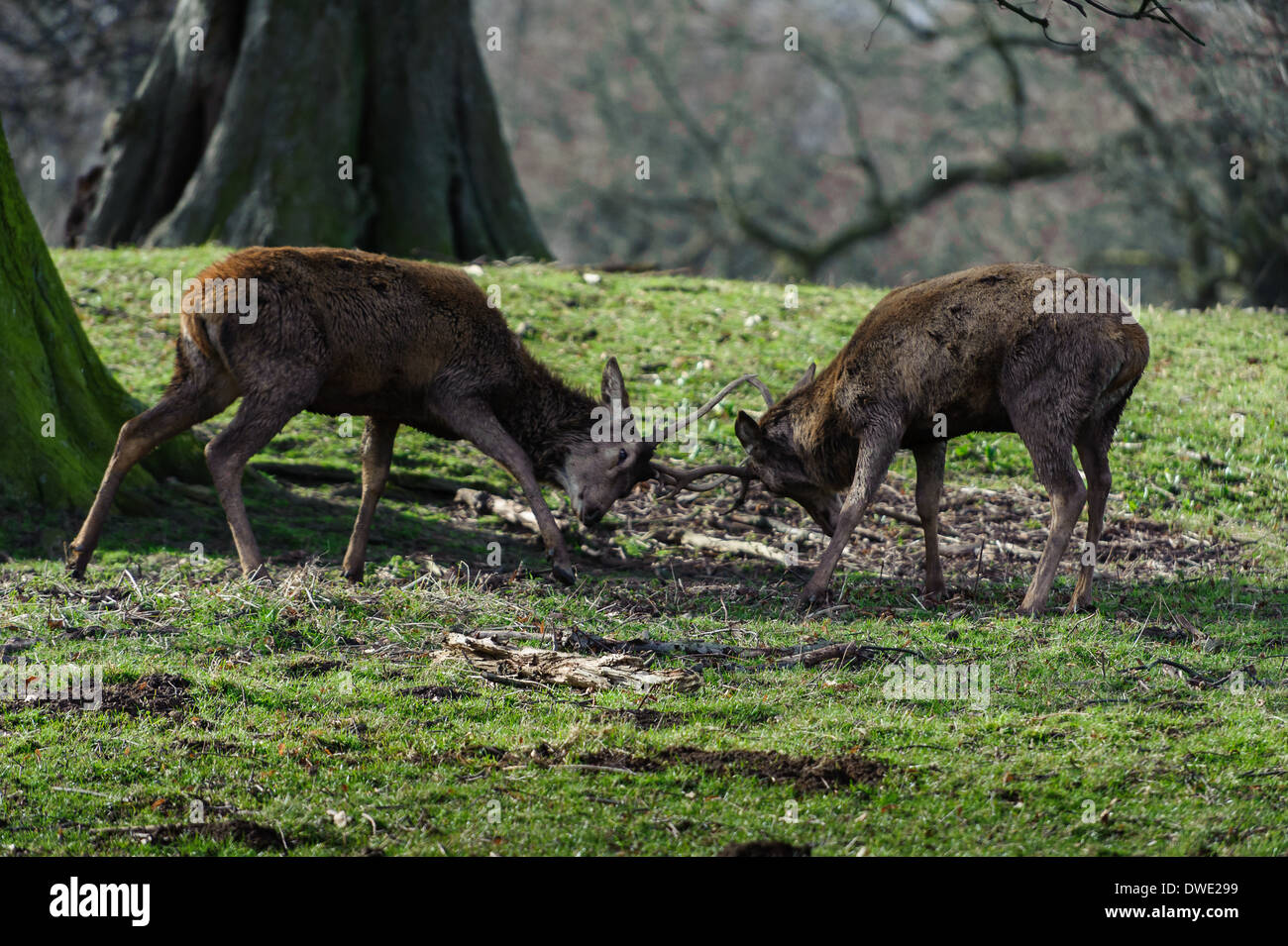 Hirsch am Studley Royal North Yorkshire Stockfoto