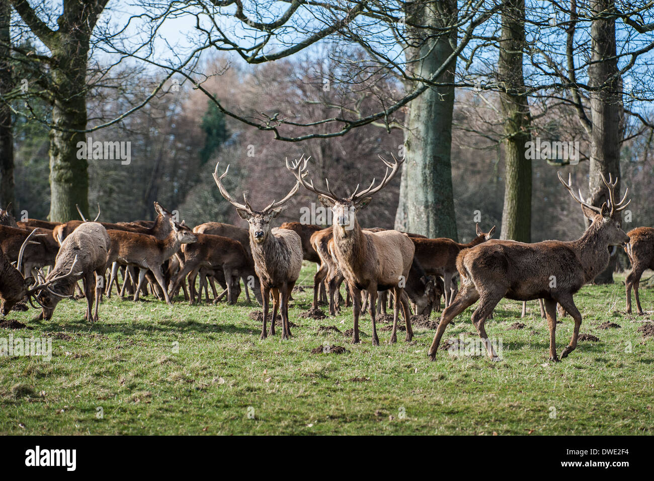 Hirsch am Studley Royal North Yorkshire Stockfoto