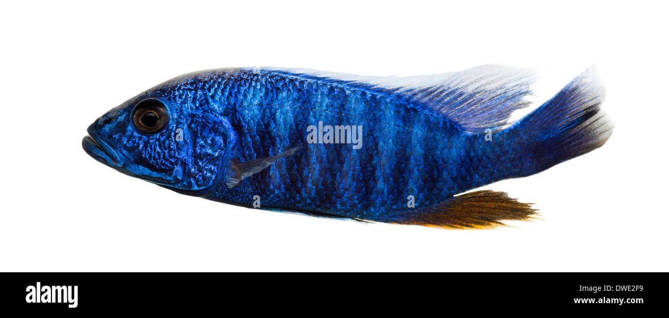 Seitenansicht von einer elektrischen blauen Hap, Sciaenochromis Ahli, vor weißem Hintergrund Stockfoto