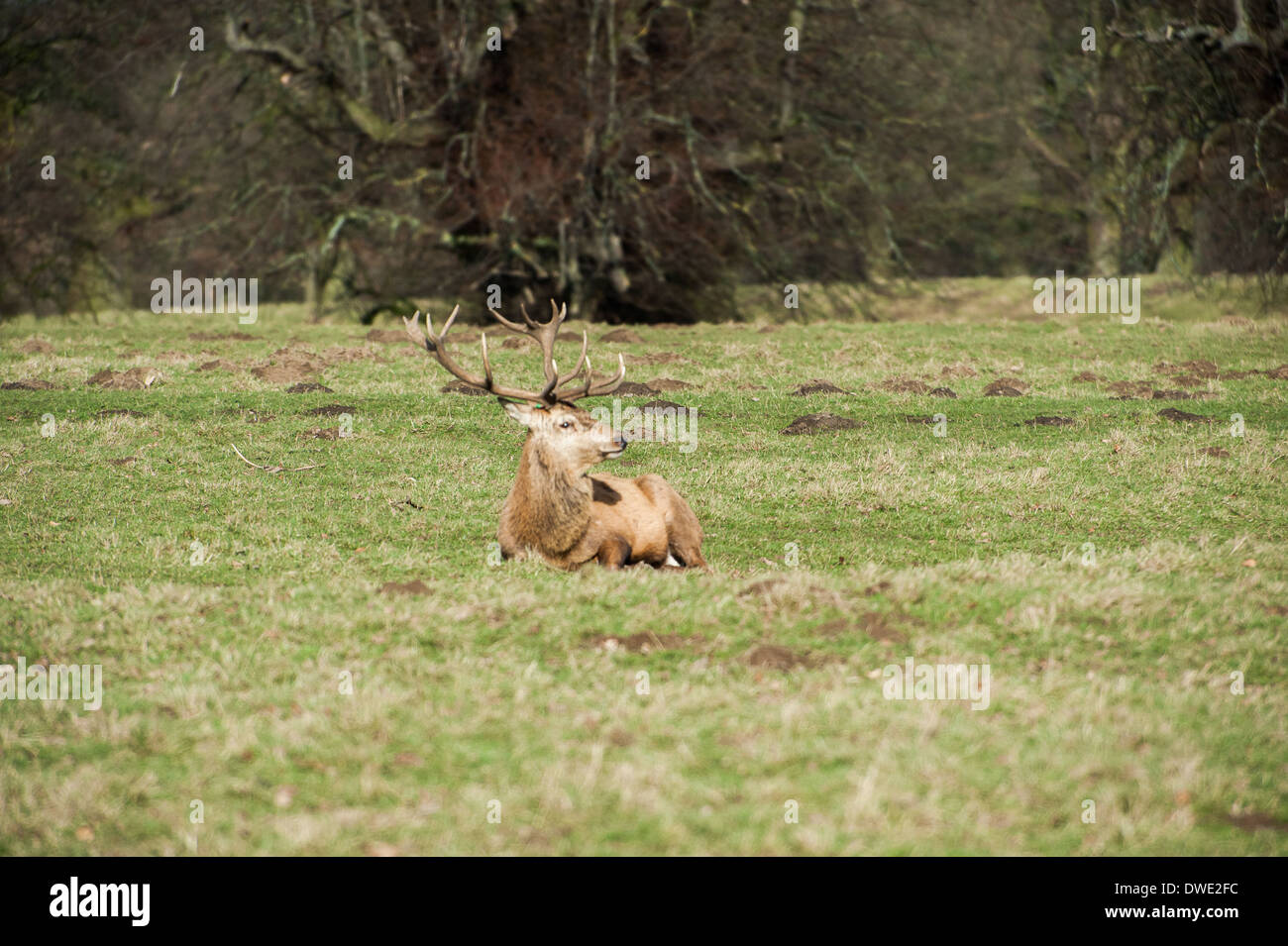 Hirsch am Studley Royal North Yorkshire Stockfoto
