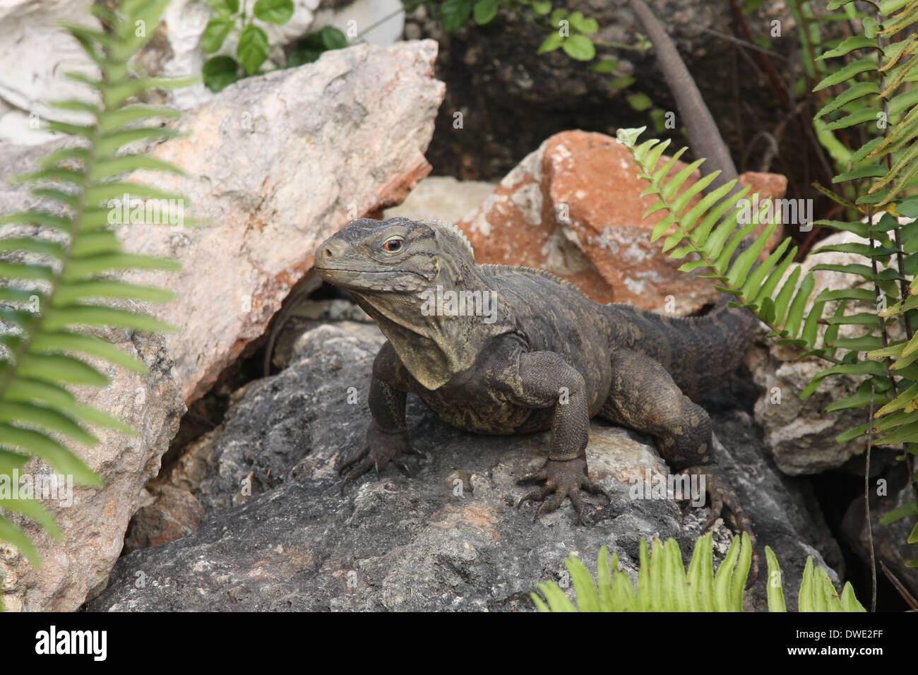 Ein Rock Iguana Cyclura nubila Stockfoto