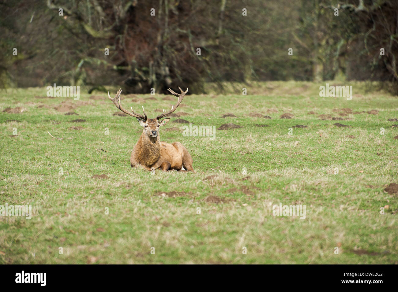 Hirsch am Studley Royal North Yorkshire Stockfoto