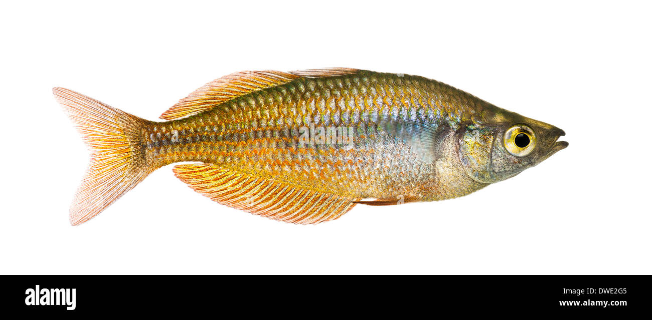 Seitenansicht des eine östliche Regenbogenfisch Melanotaenia Splendida Splendida, vor weißem Hintergrund Stockfoto