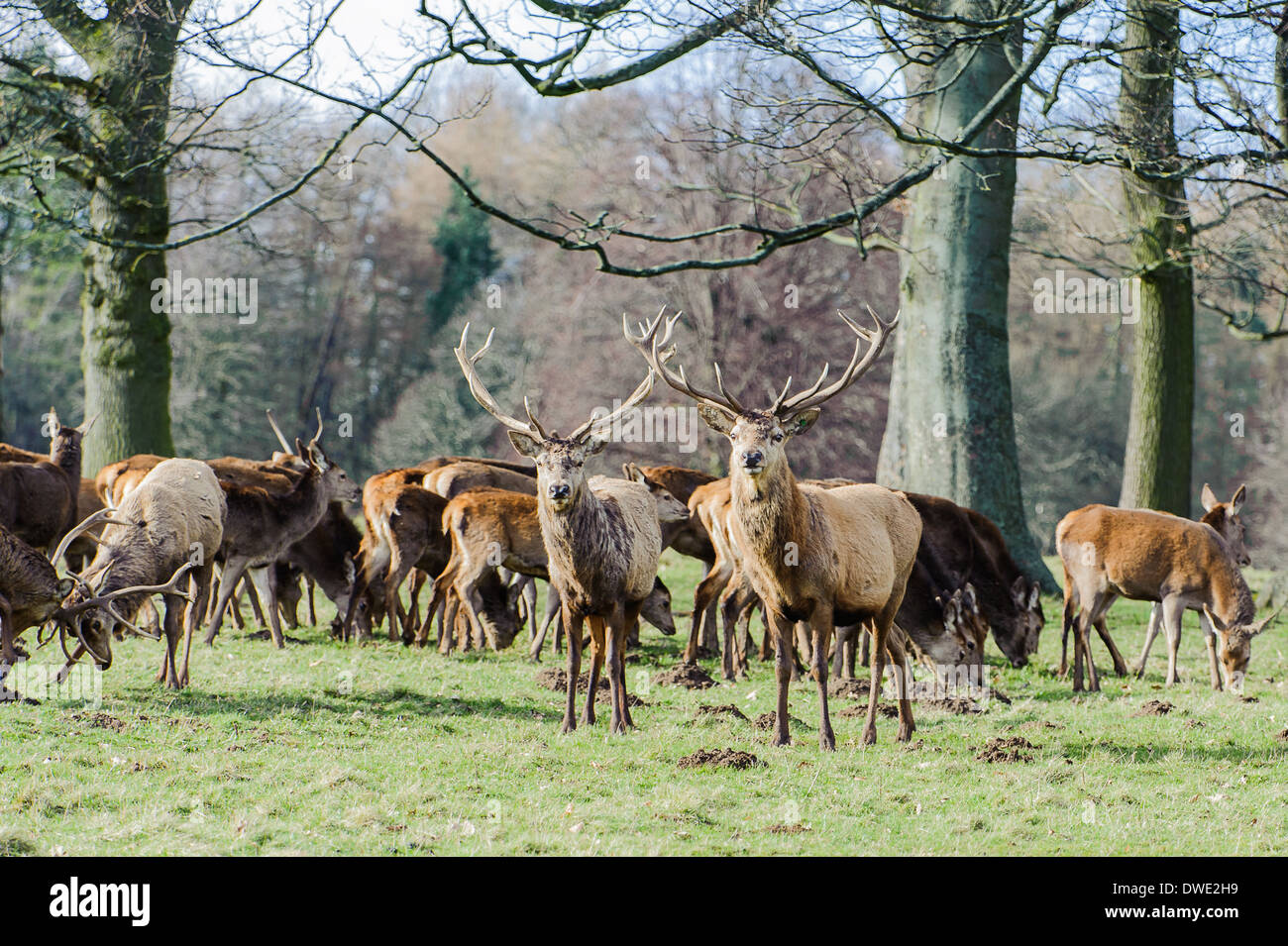 Hirsch am Studley Royal North Yorkshire Stockfoto