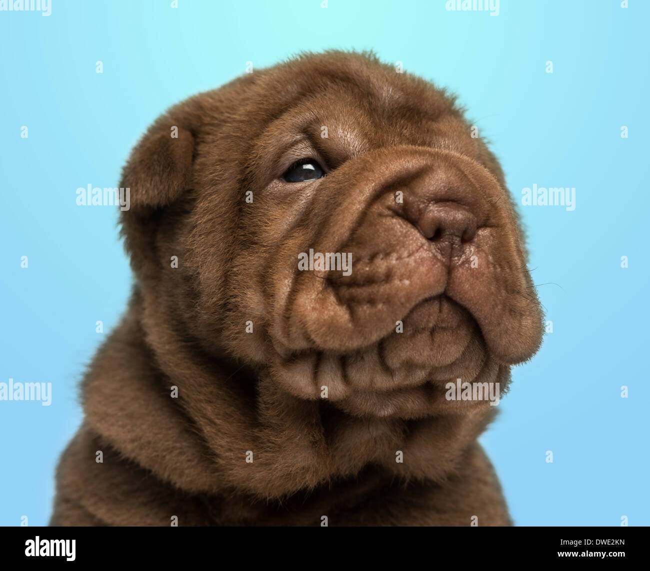 Nahaufnahme eines Shar Pei Welpen auf blauem Hintergrund Stockfoto