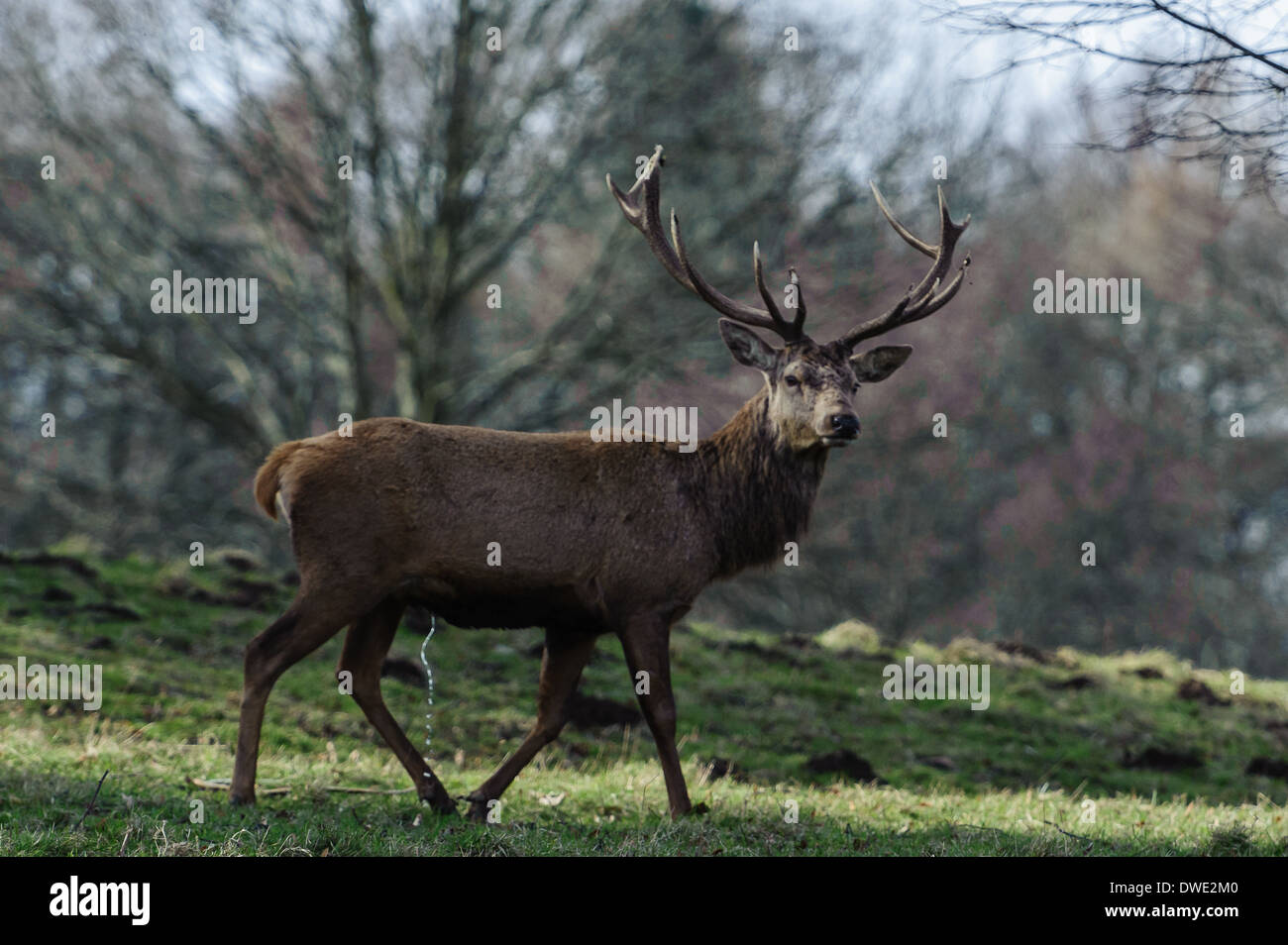 Hirsch am Studley Royal North Yorkshire Stockfoto