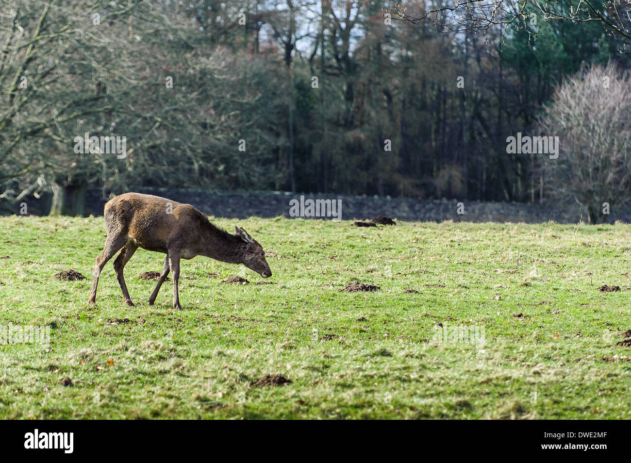 Hirsch am Studley Royal North Yorkshire Stockfoto
