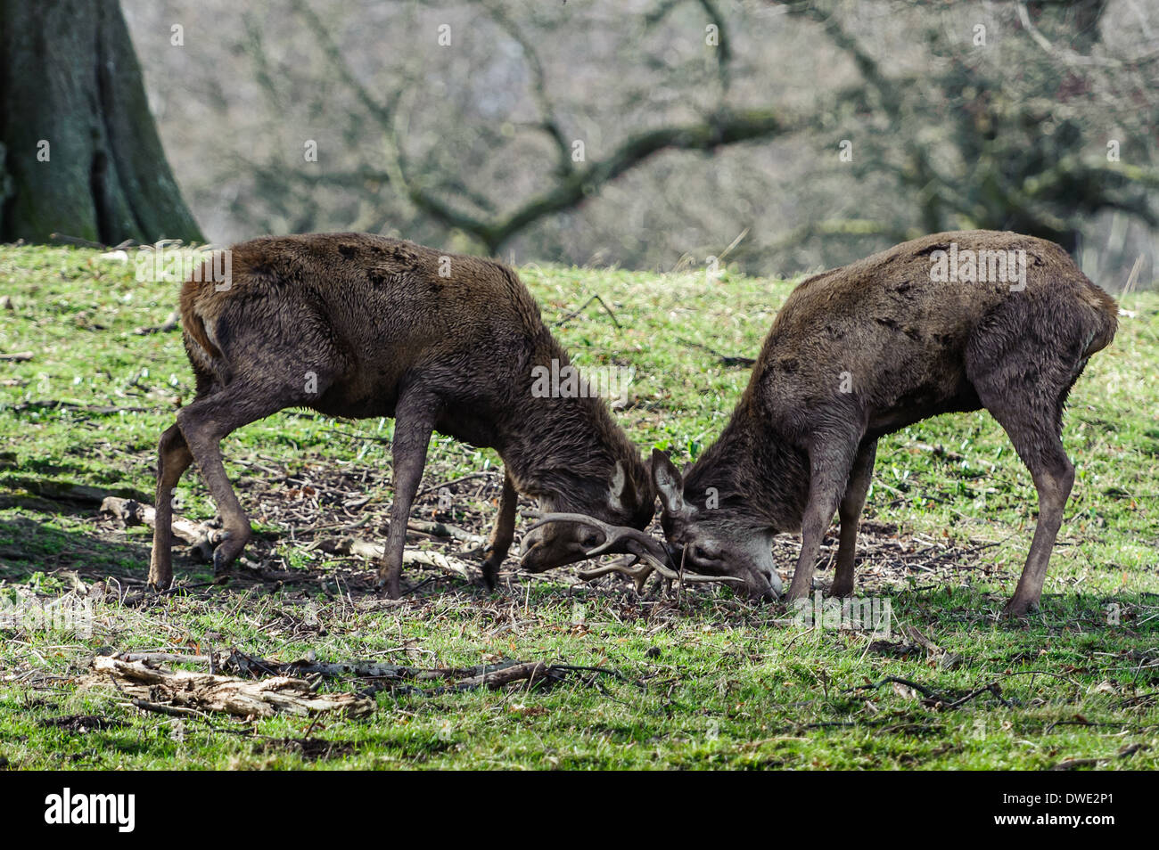Hirsch am Studley Royal North Yorkshire Stockfoto